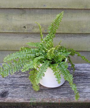 Birds nest ferns