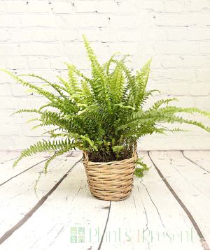 Boston Fern