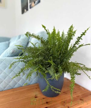 Boston Fern