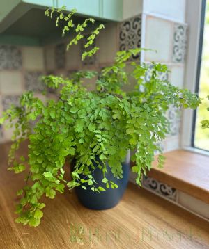 Maidenhair fern