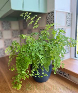 Maidenhair Fern