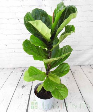 Fiddle Leaf Fig