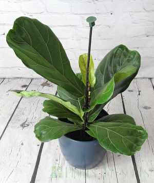 Glossy leaves fiddle leaf fig