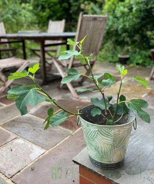 Fig Tree on Patio 
