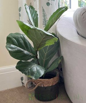 Glossy leaves fiddle leaf fig