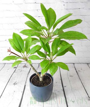 Frangipani September 2025