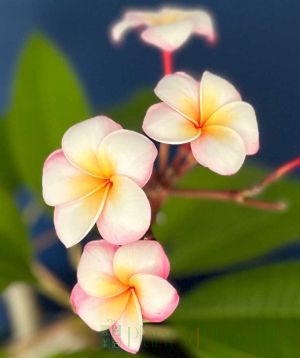 Frangipani thumbalina
