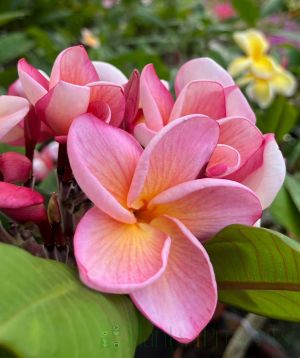 Frangipani synchronicity