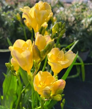 New season freesia