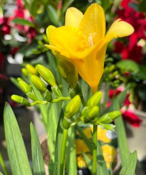 New season freesia