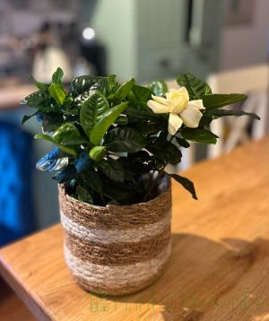 Gardenia