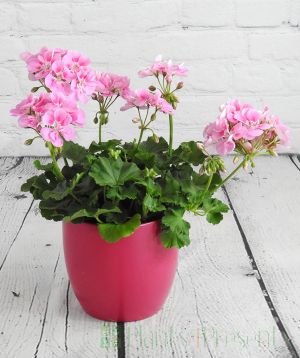 Pink geranium in a pink ceramic pot