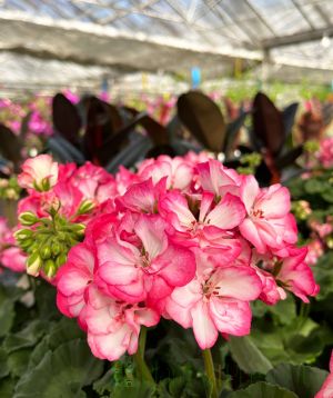 Geranium Spring garden