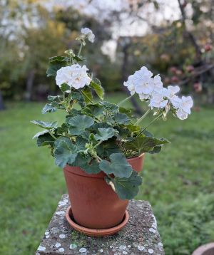 Geranium autumn garden