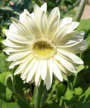 white gerbera