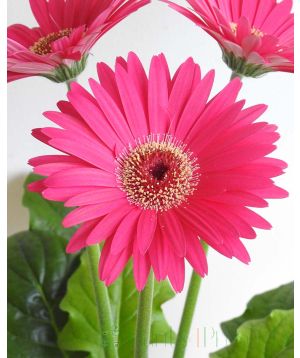 Dark Pink Gerbera Close Up
