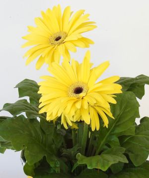 Yellow Gerbera Close up