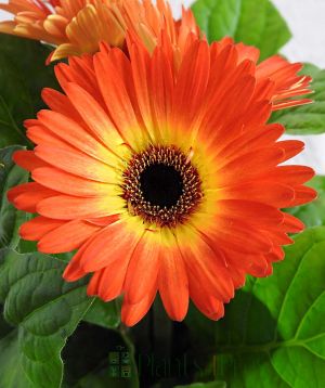 Gerbera Flower 