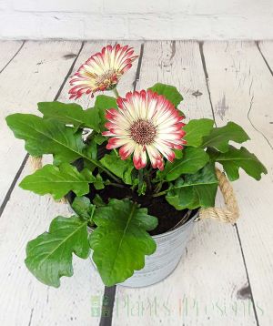 Gerbera