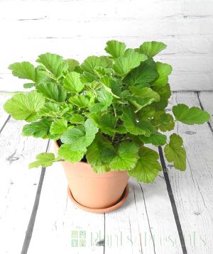 Geum September 2025