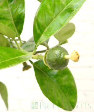 Large Grapefruit in blossom