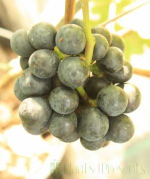 Pinot Noir grapes