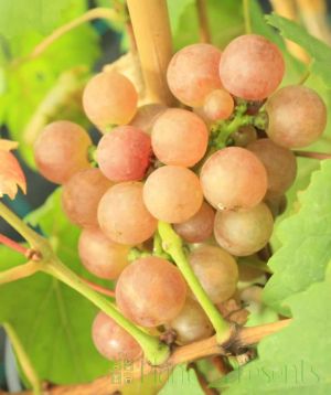 Chasselas grapes for 2024