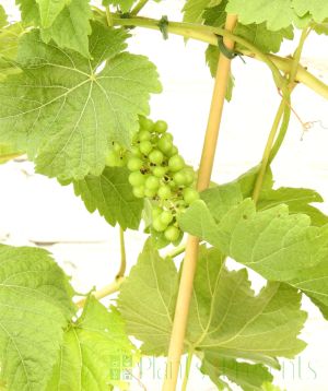 Johanniter grape buds