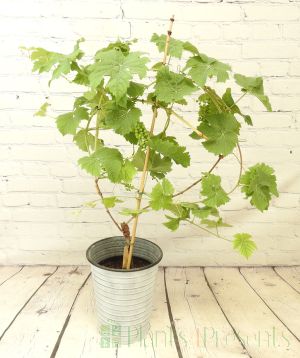 4 year old Johanniter Grape Vine