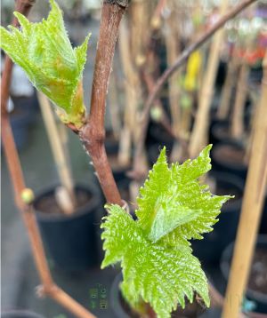 Late autumn Grapevine