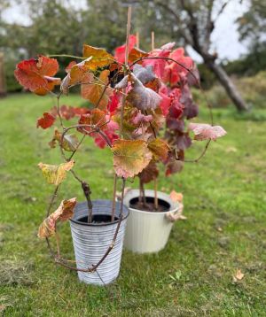 Chasselas grapes for 2024