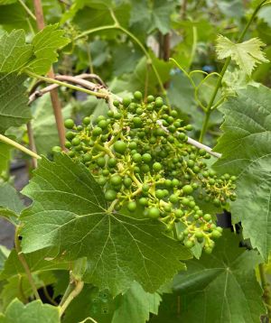 Late summer grapevin