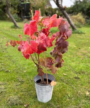 Regent grapes on vine