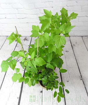 Grow Your Own Berries