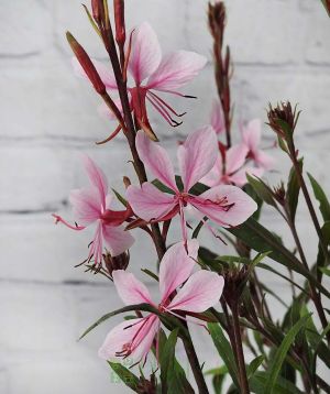 Pink Gaura flowers