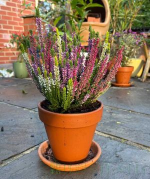 heather flowers