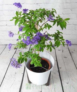 Heliotrope on offer