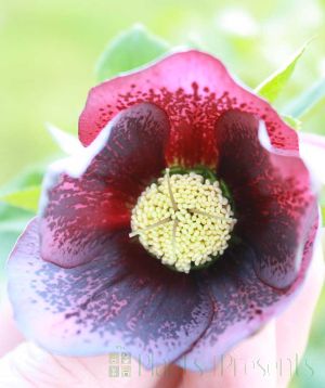 Large Purple Hellebore