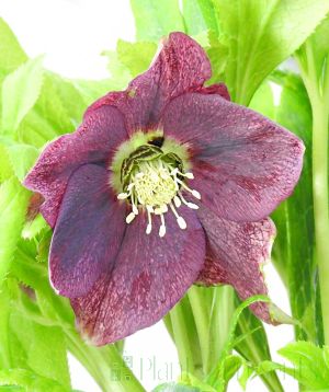 Purple Hellebore Viv Victoria