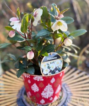 Large Merlin Hellebore