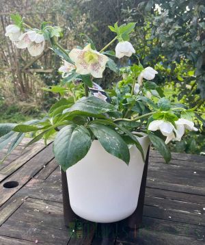 White and Purple speckled hellebore