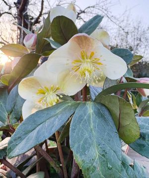 Hellebore