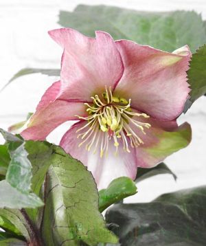 Pink Hellebore