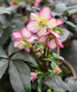 Pink hellebore 2025