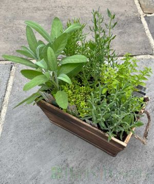 Dark Wood herb planter