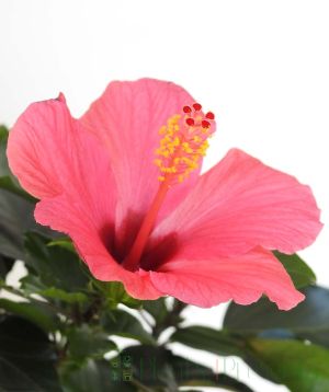 Pink Hibiscus Flower
