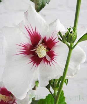 Close up of hardy Hibiscus flower