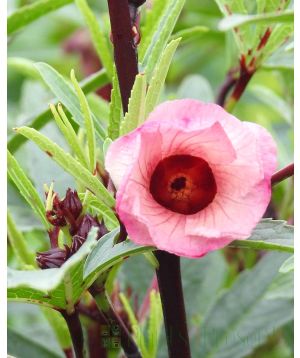 Edible Hibiscus Flower Closeup