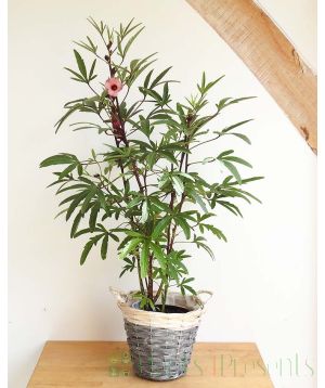 Edible Hibiscus
