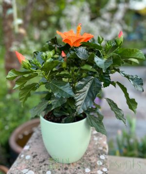 Hibiscus with Orange Flowers